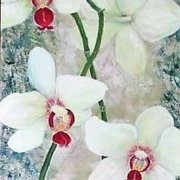 orchid 2_web